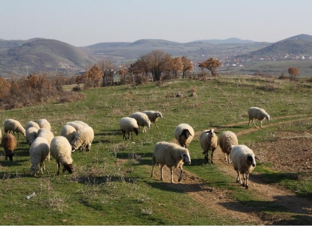КПП-та на входовете на област Стара Загора заради чумата по животните в Ямболско и Бургаско