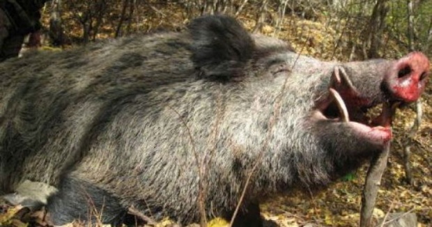 Масово ловците отказват да включват в груповия лов на диви свине