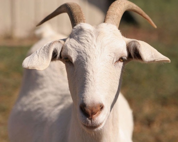 Овцевъди и козевъди искат коренна промяна в държавната аграрна политика