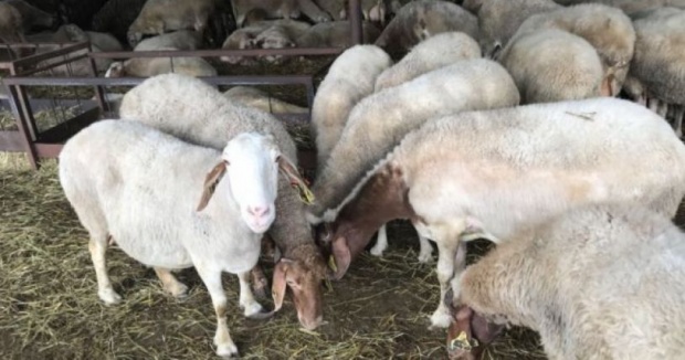 Взимат втори проби за чума в стадото в Болярово
