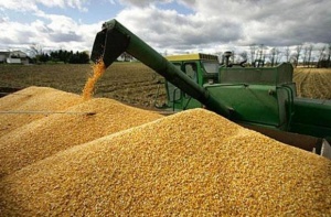 По-ниски са добивите от пшеницата и лавандулата тази година