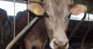 Туберколозата по говедата в Стрелча е локализирана