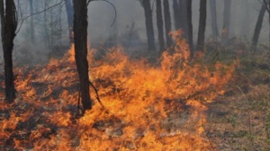 Потушен е възобновилият се пожар в Карлово