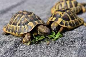Испания разби незаконна ферма с над 1100 костенурки