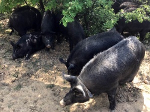 Африканската чума от Румъния може да унищожи българска порода свине на 2500 г.