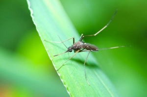 Колко опасни могат да бъдат комарите?
