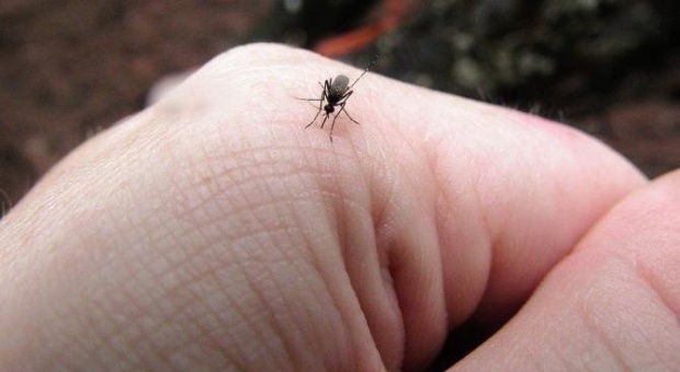 Извънредно пръскат срещу комари в Монтана