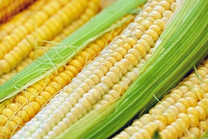 Прибират царевицата и слънчогледа в Силистренско