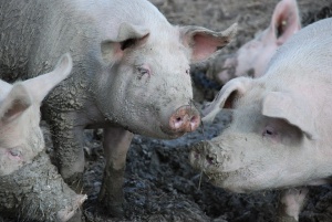 Около 300 кг. месни продукти са иззети на границата заради чумата по свинете