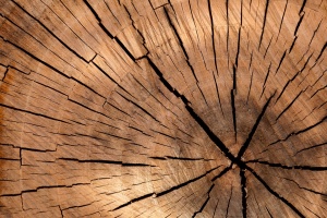 Хванаха 13 незаконни кубика дърва за огрев