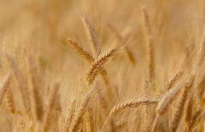 Очакваната реколта от пшеница е 5,4 млн. тона