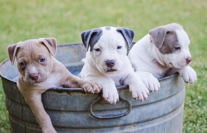 "Екоравновесие" дава кучета за осиновяване в инициативата PARK(ing)DAY