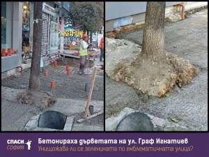 Бетонираха дървета по ул. Граф Игнатиев