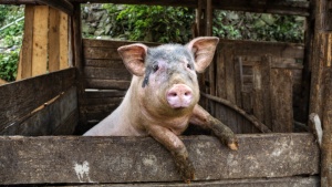 Откриха чума по свинете в още един окръг на Румъния