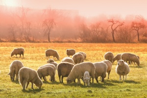 Още три овце от стадото, в което беше открит случай на бруцелоза, са с положителна проба