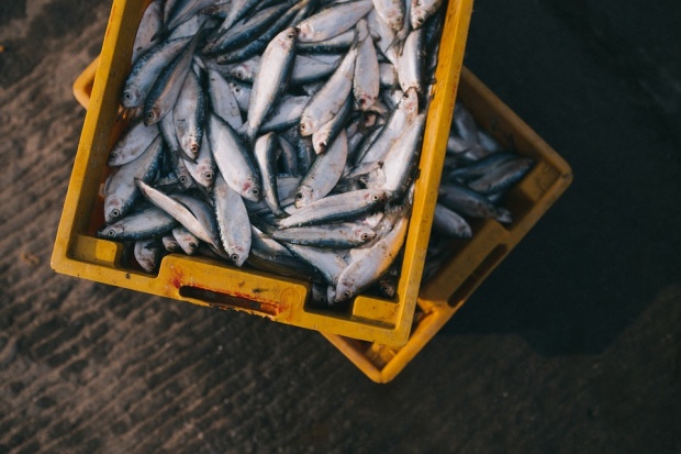 Над 15 тона умряла риба в Димитровград