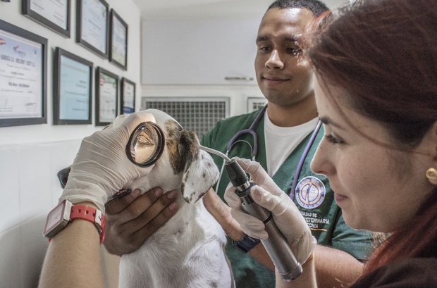 Ветеринарите получиха над 8,5 млн. лева за имунопрофилактични дейности