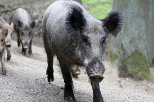Намаляват се ограниченията за лов на  диви свине, считано от този уикенд