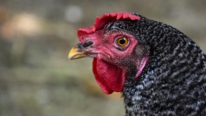 Откриха първично огнище на птичи грип в частно стопанство в село Манолско Конаре