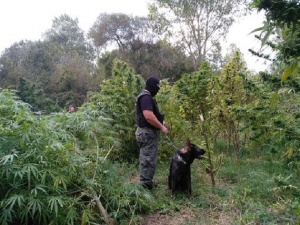 Шуменски полицаи хванаха голяма нива с марихуана и собственика й