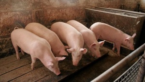 Ограниченията за търговия със свинско във Варненско ще продължат до края на октомври