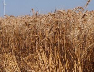 България бележи ръст в добива на зърнени култури