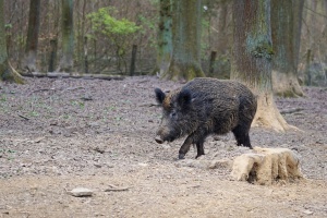 Африканска чума при дива свиня в Силистренско