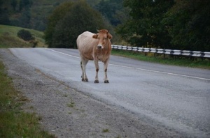 Крава прати млад шофьор в болница