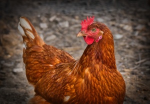 Огнище на птичи грип е открито във ферма в село Богданица