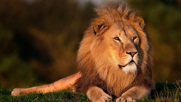 Почина лъвът в Зоопарка в "Кайлъка"