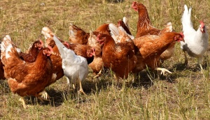 Започва засилен надзор на птицефермите в страната заради птичия грип