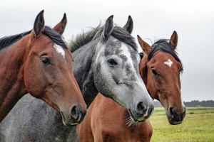 Десетки коне са убити в Правец и Ботевград