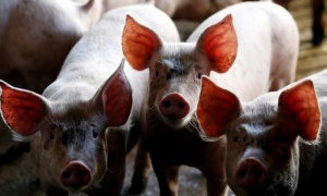 България и Румъния в контакт заради чумата по свинете