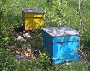 Пчеларите ще получат финансова подкрепа по „де минимис”, ако се потвърди намалено производство на мед