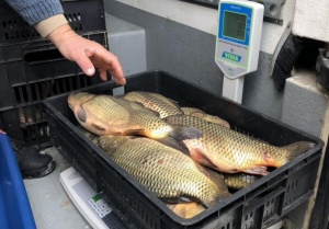 Над 440 проверки извърши Агенцията по рибарство преди Никуден