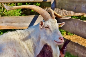Откриха случаи на ку-треска при овце във Видинско