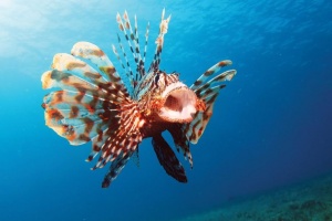Най-отровната риба в света се засели в Егейско море