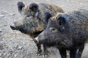 139 положителни проби за трихинелоза при диви свине отчете БАХБ за 2018-а