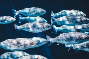 Огромни количества мъртва риба по бреговете на Чили