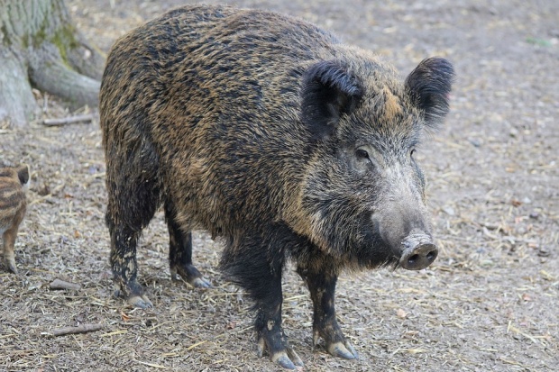 БАБХ отчете нов случай на Африканска чума  при дива свиня