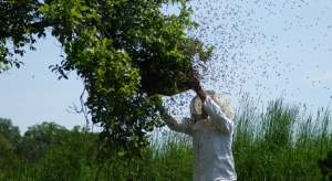 Пчелари се надяват да няма нова студена вълна