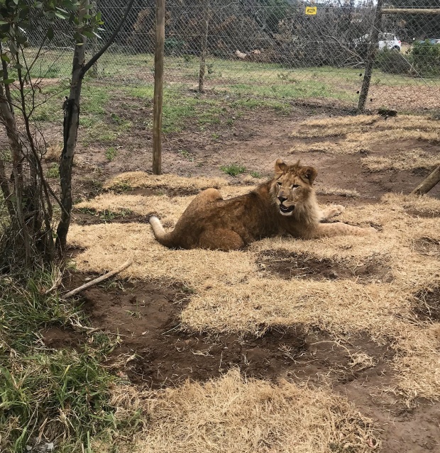 4 лъва се завърнаха в Южна Африка с Turkish Cargo