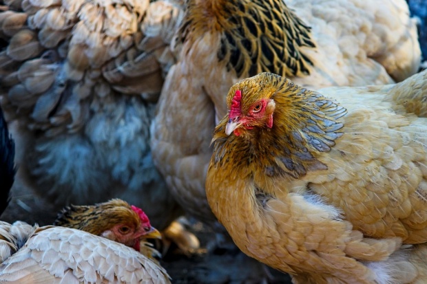 Около 12 хиляди птици са били умъртвени в ловешко село заради птичи грип