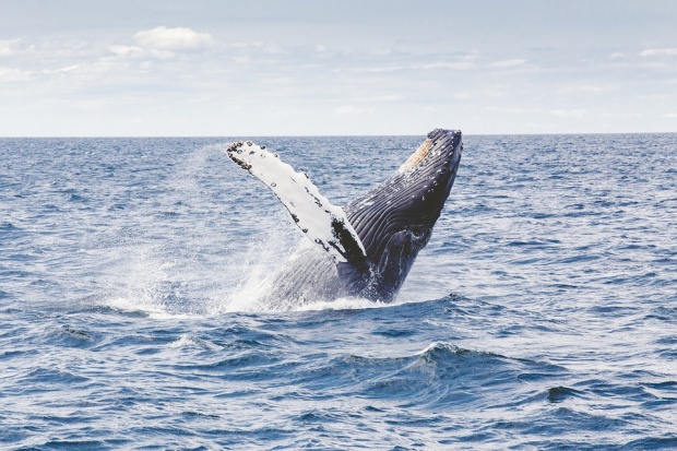 Откриха 40 килограма пластмаса в мъртъв кит