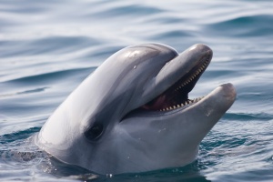 Глобалното затопляне силно застрашава делфините