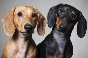 Кучетата подушват рака в 97% от случаите