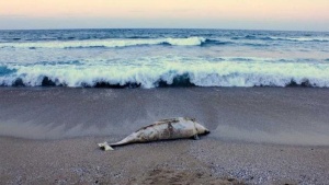 Морето изхвърли малко делфинче