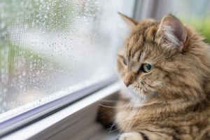 Изненада: За котките не е полезно да излизат навън