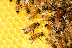 Намалява популацията на десет вида диви пчели
