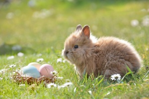 Откъде идва традицията на великденския заек?